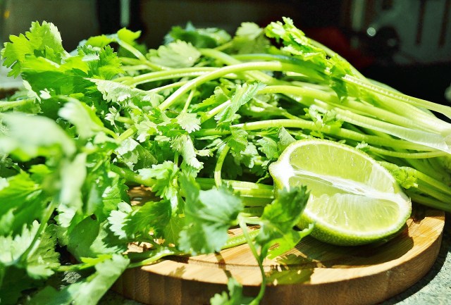 coriandre pour salsa