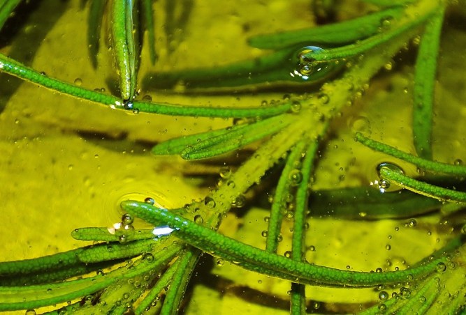 romarin dans l'huile (ail confit) www.catherinecuisine.com (1024x695)