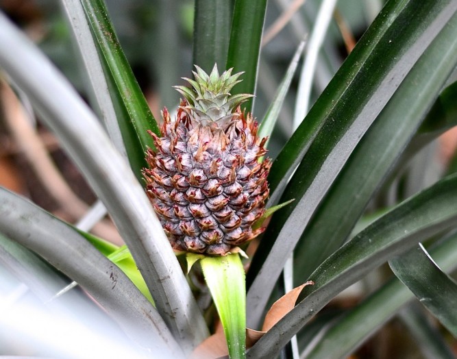 ananas / pineapple plant --- www.catherinecuisine.com