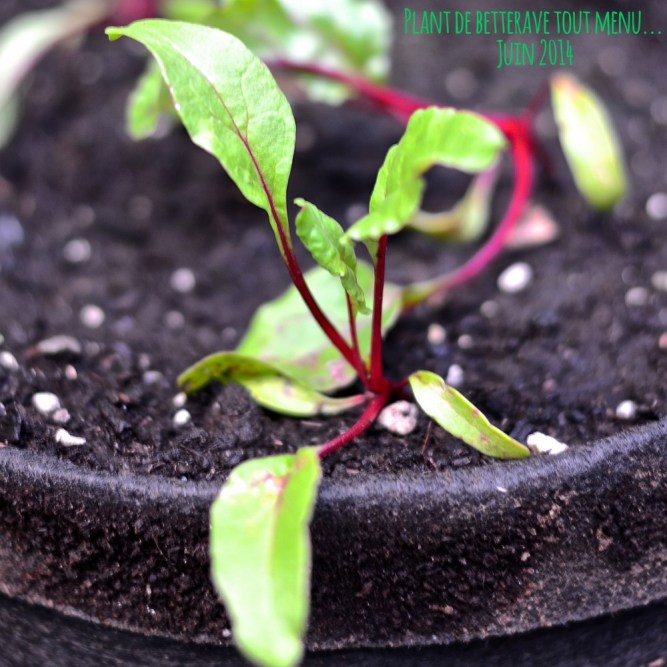 Betterave juin