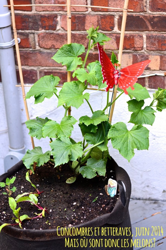 Concombres et betteraves juin
