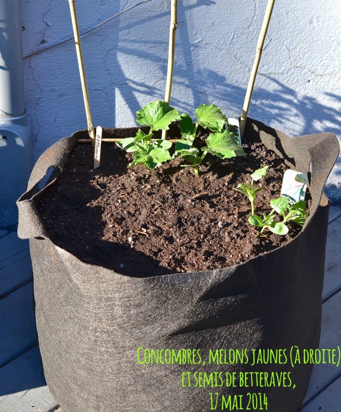 concombres,melons jaunes et betteraves mai 2014