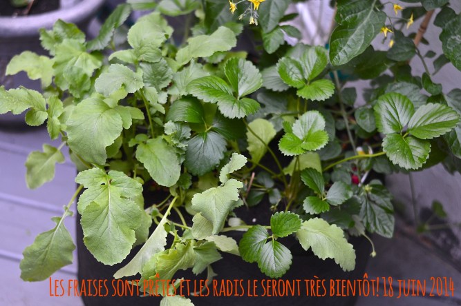 Fraises radis juin 2014