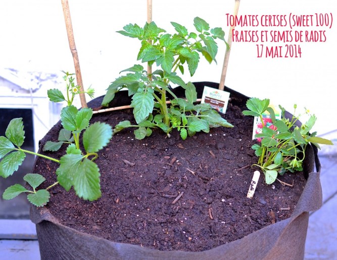 tomate cerise fraise radis mai 2014