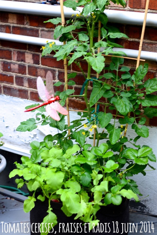 tomates cerises, fraises et radis