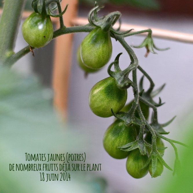 tomates poires juin