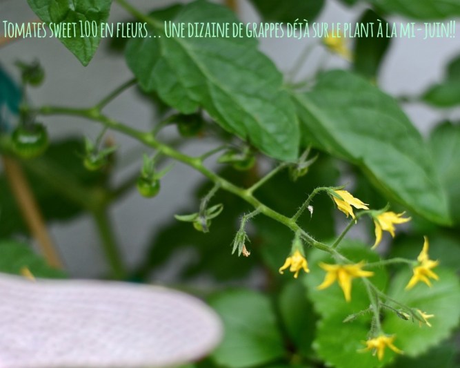 tomates sweet 100 juin