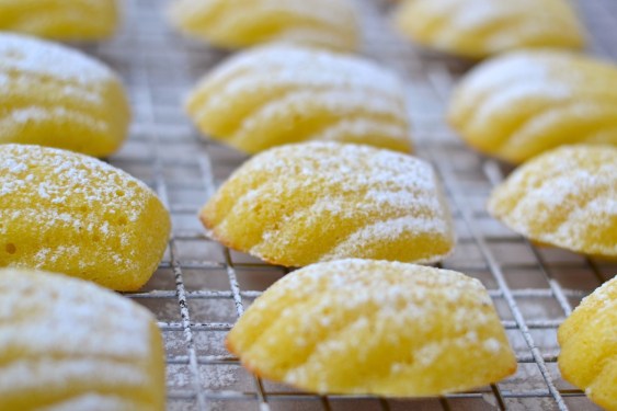 lemon madeleines - madeleines au citron